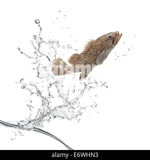 I pesci saltare fuori dall'acqua creando splash Foto Stock