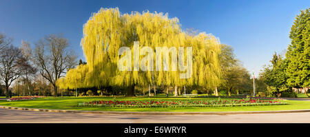 Panorama di Willow Tree a Central Park, Peterborough, in primavera prima è stato tagliato indietro per migliorare la stabilità Foto Stock