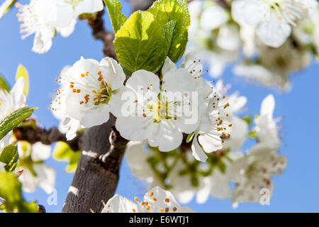 Prugna fiore Aurland in Norvegia Foto Stock