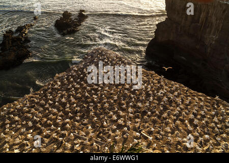 Close-up di gannett colony a Muriwai Beach, costa ovest vicino a Auckland, Isola del nord, Nuova Zelanda Foto Stock