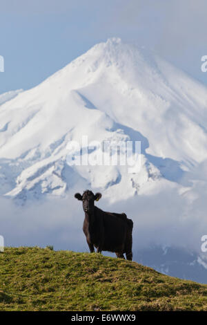 Vacca da latte di pascolare su un prato di fronte al monte Vulcano Egmont, Mount Taranaki cono di neve, Isola del nord, Nuova Zelanda Foto Stock