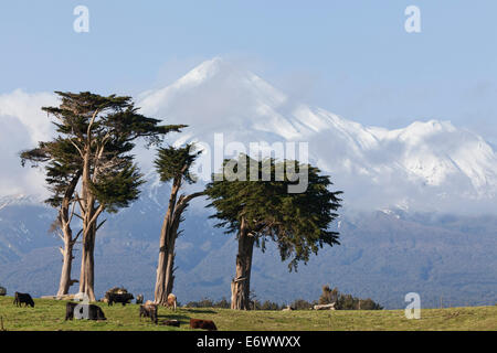 Vacche da latte al pascolo in un prato di fronte al monte Vulcano Egmont, Mount Taranaki, neve cono, Isola del nord, Nuova Zelanda Foto Stock