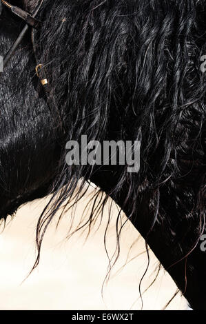 Fluente criniera di un Merens/Ariegious pony Foto Stock
