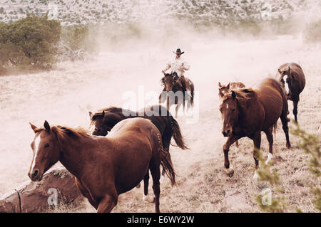 Cowboy corre allevamento di covata mare Quarter Horses su un nuovo Messico ranch verso la telecamera sollevando la polvere Foto Stock