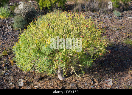 Euphorbia lamarckii (tabaiba amarga, euforbia amaro), precedentemente noto come Euphorbia obtusifolia, Malpais de Guimar, Tenerife Foto Stock