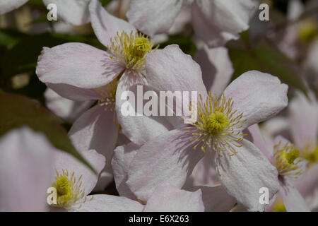 La clematide Montana fiori Foto Stock