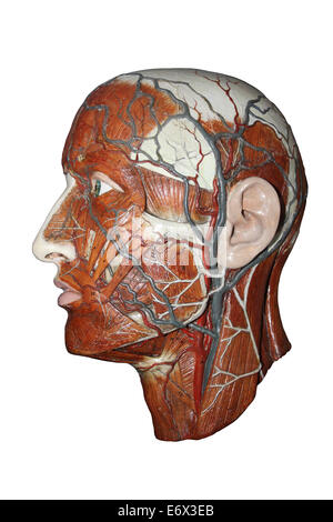 Modello anatomico della testa umana che mostra le arterie e le vene Foto Stock