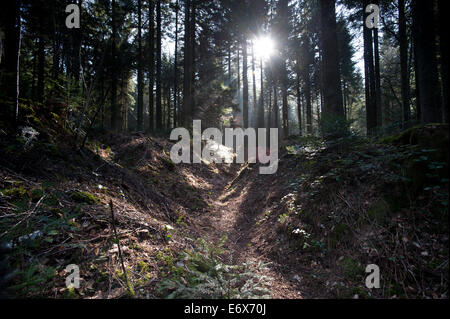 Argonne Forest WW1 Hill 285 - Meuse-Argonne sito sul campo di battaglia, Francia. Marzo 2014 miniera crateri e trincee sulla collina 285-Cote 285, Foto Stock