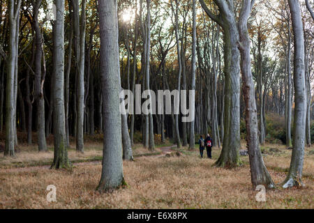 Giovane camminare attraverso la foresta fantasma vicino Nienhagen, Meclemburgo-Pomerania, Germania Foto Stock