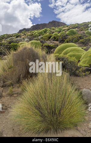 Paja Brava, Paja Ichu o Yarava erba ichu piante con la Yareta o Llareta impianto cuscino (Azorella compacta) crescente sul Foto Stock