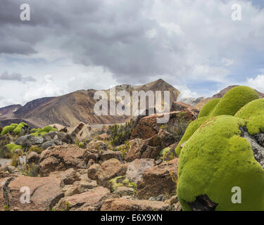 Yareta o llareta impianto cuscino (azorella compacta), putre, Arica e parinacota regione, Cile Foto Stock