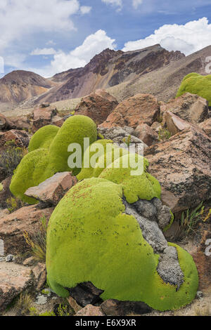 Yareta o llareta impianto cuscino (azorella compacta), putre, Arica e parinacota regione, Cile Foto Stock