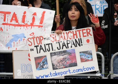 Londra, Regno Unito. Il 1° settembre 2014. Animali attivisti di destra protestare contro il Giappone brutalmente uccisione di Taiji delfini al di fuori del Giappone Ambasciata a Londra. Chiamata a una estremità della macellazione di 20.000 i delfini e le balene di piccole dimensioni ogni anno nel Taiji. Credito: Vedere Li/Alamy Live News Foto Stock