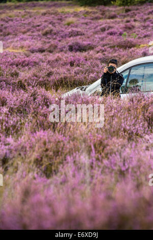 Paesi Bassi, Havelte, fioritura brughiera o brughiera chiamato Holtingerveld Heide. La donna prende foto della fioritura heath Foto Stock