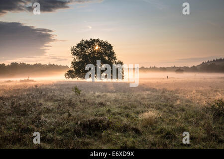 Paesi Bassi, Bussum, brughiera o brughiera chiamato Fransche Kampheide. Sunrise. Uomo che cammina con il cane Foto Stock