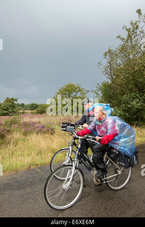 Paesi Bassi, Havelte, brughiera o brughiera chiamato Holtingerveld Heide. Fioritura Heath. Persone in bicicletta sotto la pioggia Foto Stock