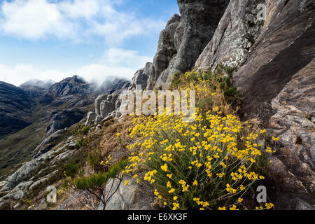 Andringitra Mountain Range, Andringitra National Park, Sud del Madagascar, Africa Foto Stock