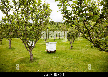 In legno tradizionali alveari in cucina giardino frutteto al Tatton Hall, Tatton Park Gardens Tatton, Cheshire, Inghilterra, Regno Unito Foto Stock