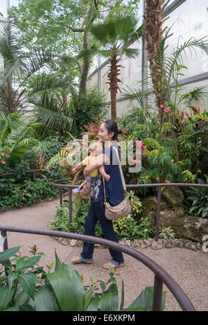 La foresta pluviale di farfalla dispone di centinaia di farfalle provenienti da tutto il mondo nel mezzo di un lussureggiante ambiente tropicale. Foto Stock