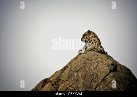 Leopard giacente su una roccia, Sabi Sands Game Reserve, Sud Africa e Africa Foto Stock