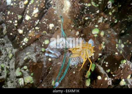 Amphipod (Acanthogammarus victorii) mangiare pesce colto nel laccio - Bighead sculpin (Batrachocottus baicalensis), il lago Baikal, Olkhon Foto Stock