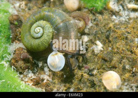 Snail accanto al caviale. Grande Ramshorn lumaca (Planorbis planorbis), il lago Baikal, Siberia, Federazione Russa, Eurasia Foto Stock