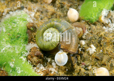 Snail accanto al caviale. Grande Ramshorn lumaca (Planorbis planorbis), il lago Baikal, Siberia, Federazione Russa, Eurasia Foto Stock