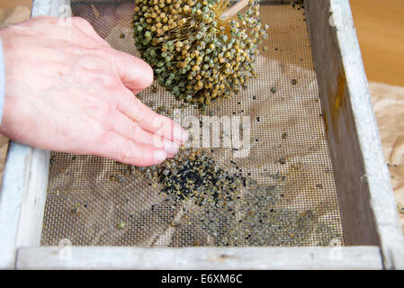 Rimuovere la pula per salvare i semi da non porri ibrido (Allium ampeloprasum var. porrum). Inghilterra, Regno Unito. Foto Stock