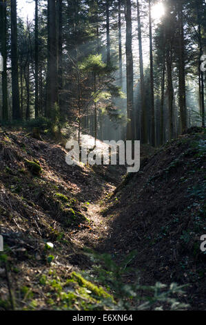 Argonne Forest WW1 Hill 285 - Meuse-Argonne sito sul campo di battaglia, Francia. Marzo 2014 miniera crateri e trincee sulla collina 285-Cote 285, Foto Stock