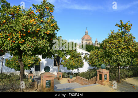 Cattedrale di Jerez de la Frontera attraverso alberi di arancio, Jerez de la Frontera, Provincia di Cádiz, Andalucía, Regno di Spagna Foto Stock