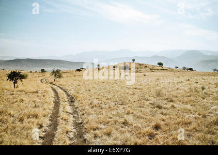 Zebre in Nechisar National Park, sud Etiopia, Africa Foto Stock