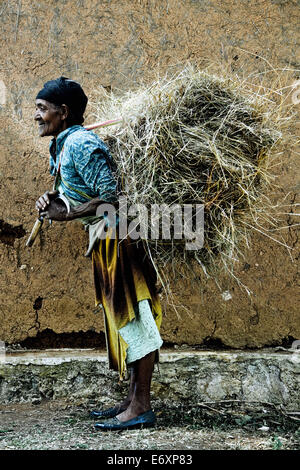 Vecchia donna dalla tribù Dorze portando un fascio di fieno, sud Etiopia, Africa Foto Stock