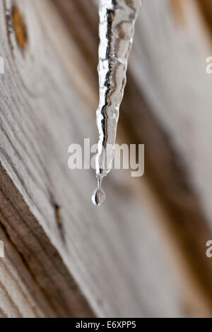 Un close-up di un ghiacciolo fusione con una goccia di acqua sull'estremità, in inverno, appeso a un edificio. Foto Stock