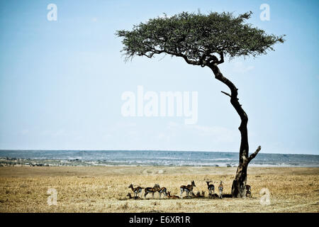 Un gruppo di Thomson gazzelle nell'ombra di un albero di acacia, il Masai Mara, Kenya, Africa Foto Stock