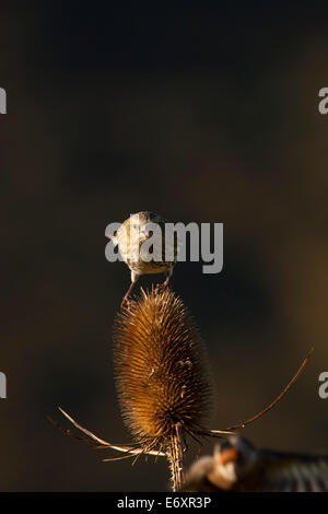 Una femmina di lucherino su un porco teasel Foto Stock