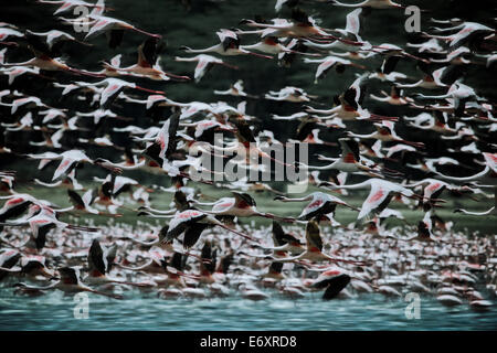 I fenicotteri volando sul lago Naivasha, Kenya, Africa Foto Stock