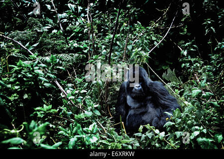 Maschio Silverback gorilla di montagna nella giungla del Parco Nazionale Vulcani, Ruanda, Africa Foto Stock