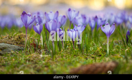 Bellissimo il magenta crocus campo. Crochi viola Foto Stock