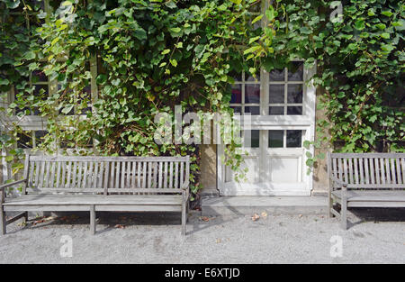 Vitigni di arrampicata di Edera su una casa con panca in legno Foto Stock