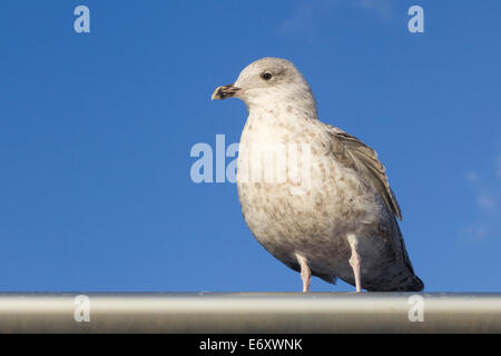 Seagull su un palo con un cielo blu Larus canus Foto Stock