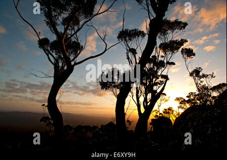 Eukalypts vicino alla sommità del picco di Genova, Croajingolong National Park, Victoria, Australia Foto Stock