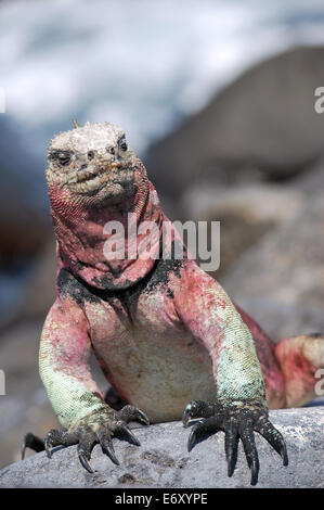 Galápagos marine iguana, Española Foto Stock