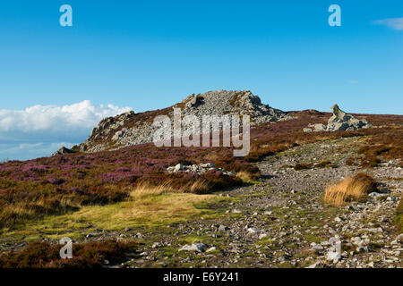 Erica viola sulle pendici del Stiperstones, Shropshire, Inghilterra. Foto Stock