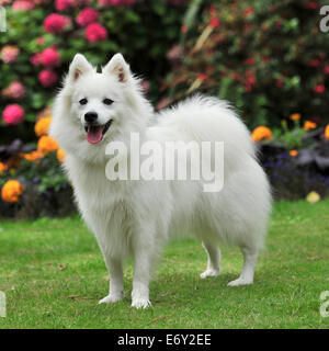 Spitz giapponese Foto Stock