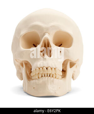 Vista frontale del cranio umano isolato su sfondo bianco. Foto Stock