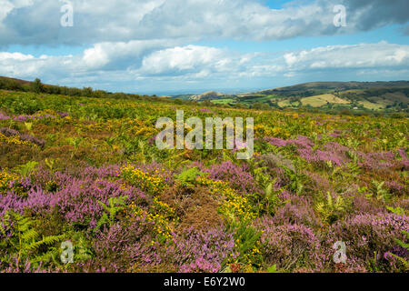 Erica e ginestre in fiore sulle pendici del Stiperstones, Shropshire, Inghilterra. Foto Stock