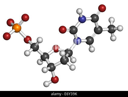 La timidina monofosfato (TMP, timidilato) Sequenza nucleotidica molecola. Edificio di DNA isolato. Gli atomi sono rappresentati come sfere con conven Foto Stock