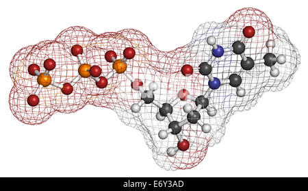 La timidina trifosfato (TTP) Sequenza nucleotidica molecola. Edificio di DNA isolato. Gli atomi sono rappresentati come sfere con colore convenzionale c Foto Stock