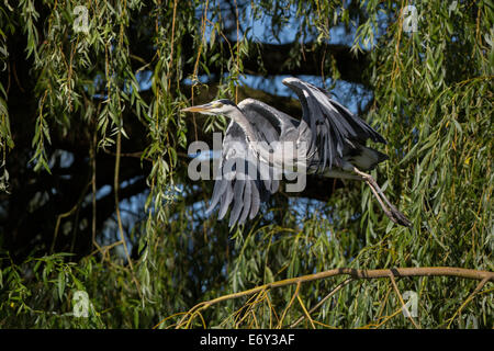 Airone cenerino decollare da persico nel Attenborough nella riserva naturale del Nottinghamshire Foto Stock