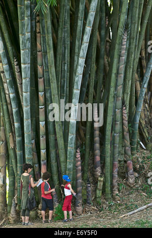 La famiglia europea, donna con due bambini nella parte anteriore del bambù gigante, Peradeniya Giardino Botanico, Kandy, Sri Lanka, Sud Asia Foto Stock